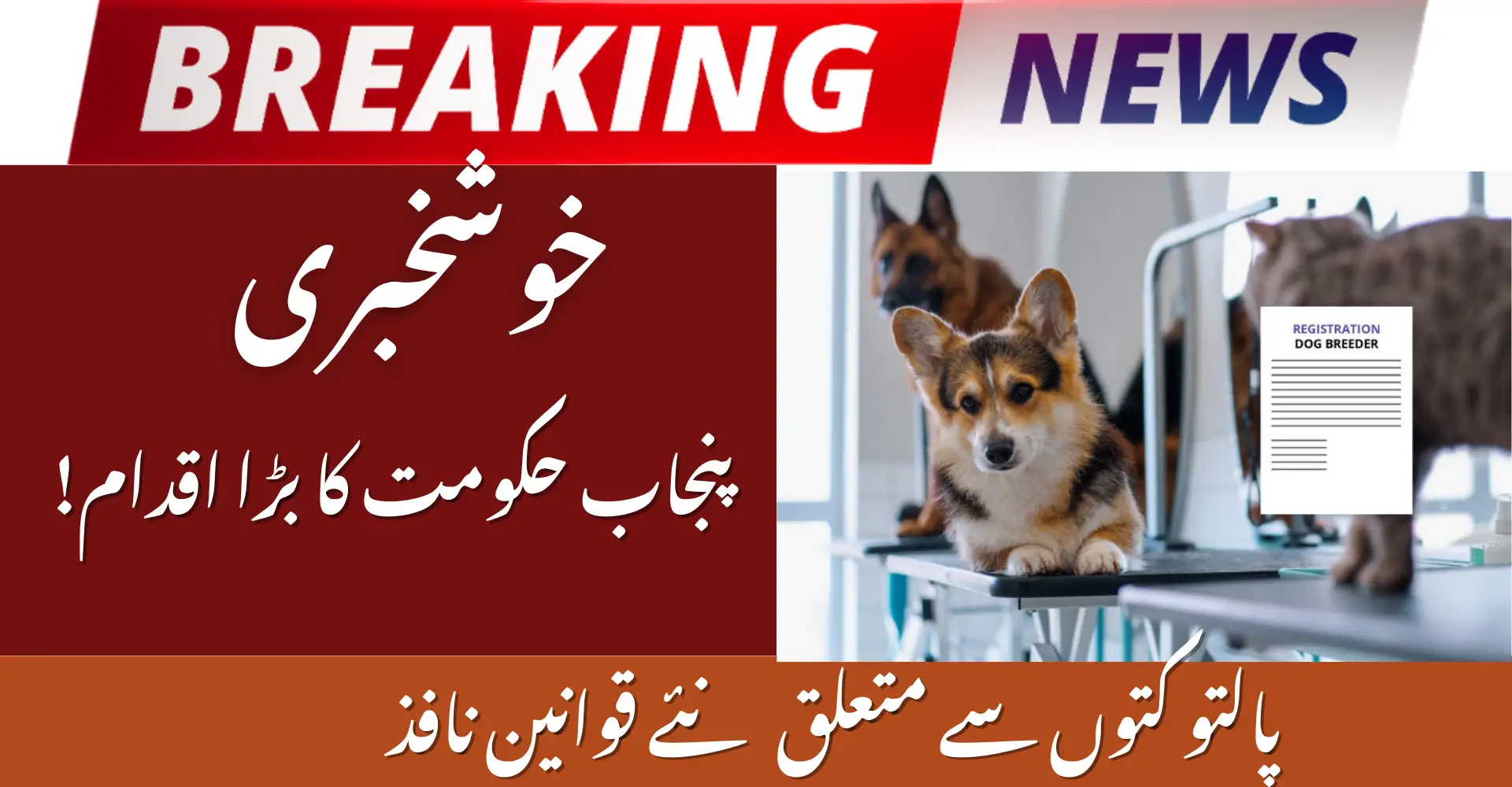 Punjab Orders Mandatory Registration of Pet Dogs to Prevent Incidents